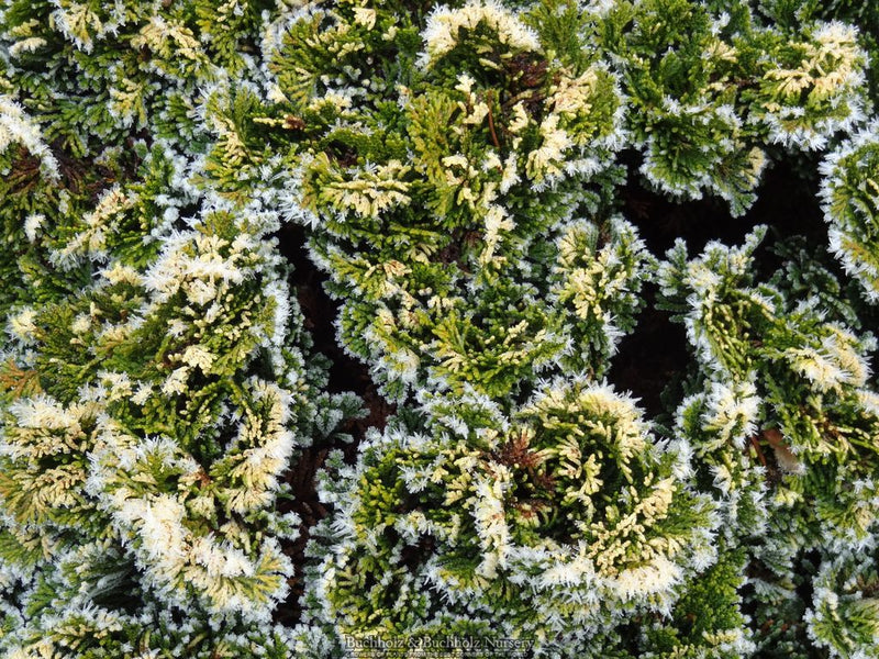 Chamaecyparis obtusa 'Snowkist' Dwarf Hinoki Cypress