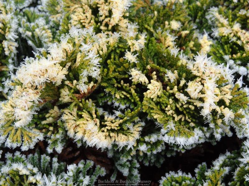 Chamaecyparis obtusa 'Snowkist' Dwarf Hinoki Cypress