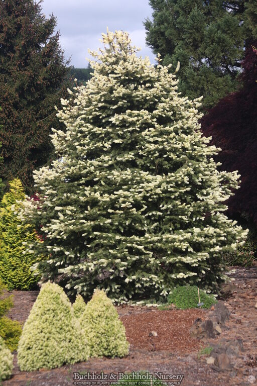 Picea pungens 'Spring Ghost' Colorado Spruce