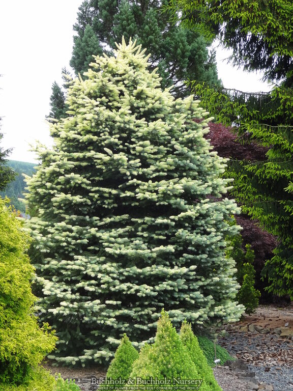Picea pungens 'Spring Ghost' Colorado Spruce