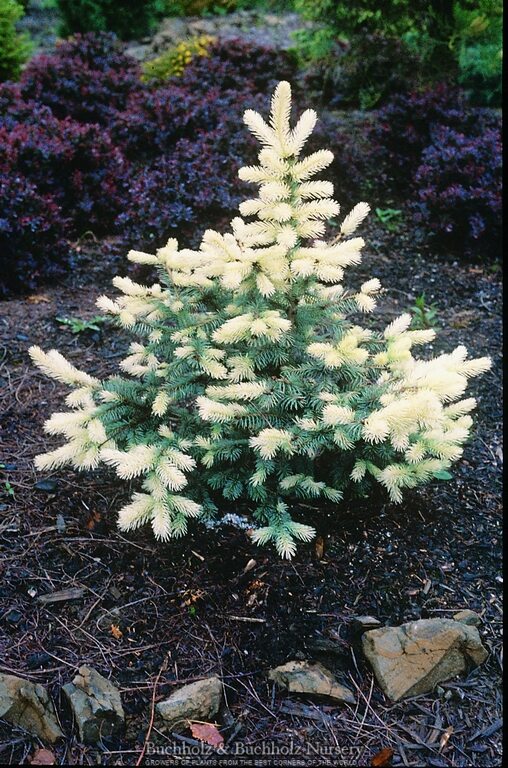 Picea pungens 'Spring Ghost' Colorado Spruce