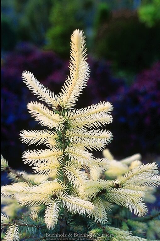 Picea pungens 'Spring Ghost' Colorado Spruce
