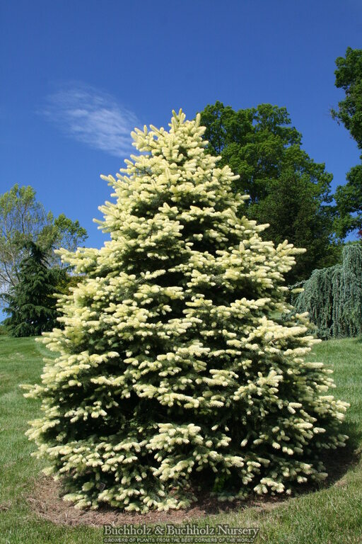 Picea pungens 'Spring Ghost' Colorado Spruce