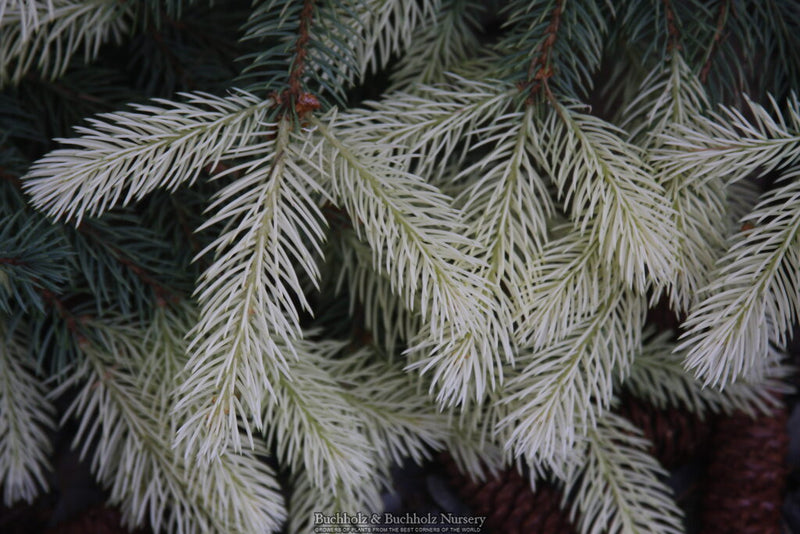 Picea pungens 'Spring Ghost' Colorado Spruce