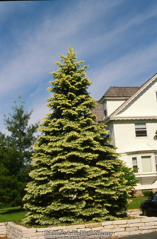 Picea pungens 'Spring Ghost' Colorado Spruce