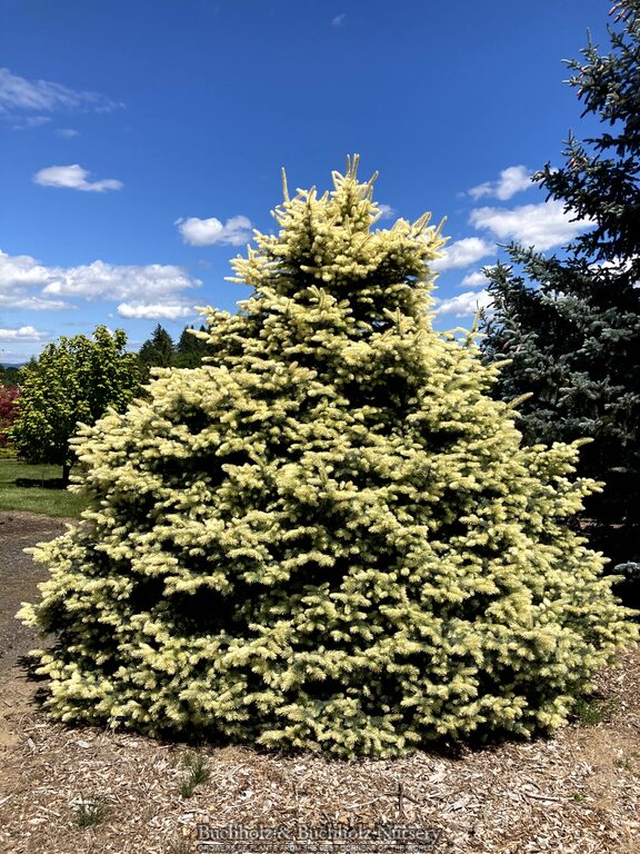 Picea pungens 'Spring Ghost' Colorado Spruce