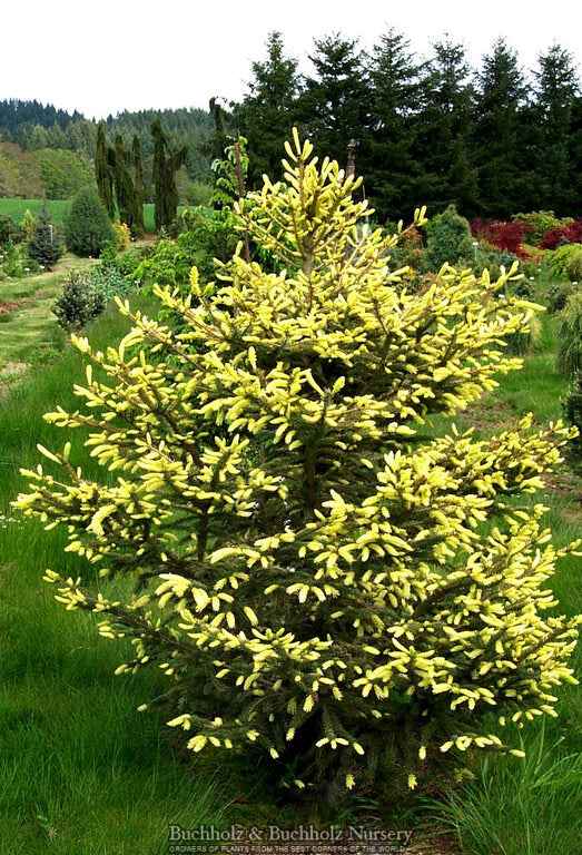 Picea glauca 'Spruce Lane' White Spruce