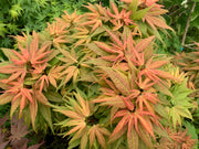 - Acer palmatum 'Mystic Mikawa' Miniature Japanese Maple - Mr Maple │ Buy Japanese Maple Trees