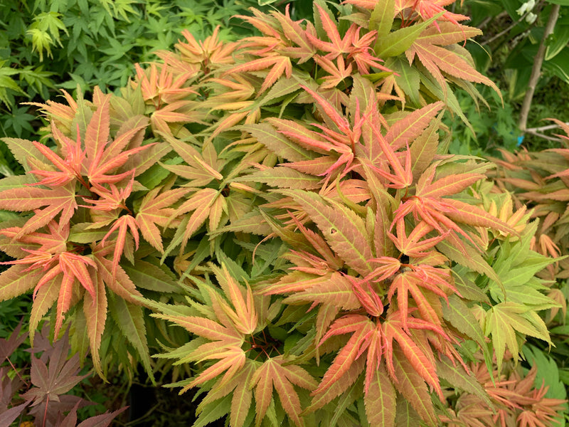 - Acer palmatum 'Mystic Mikawa' Miniature Japanese Maple - Mr Maple │ Buy Japanese Maple Trees