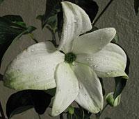 Cornus kousa 'Starlight’ White Flowering Chinese Dogwood