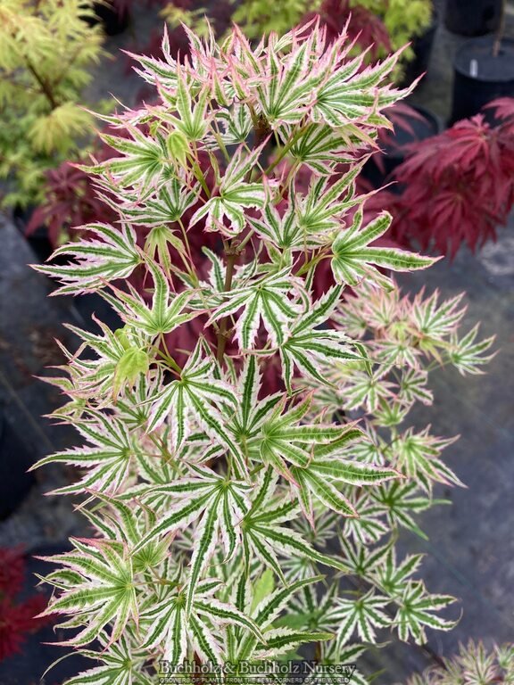 Acer palmatum 'Starry Skies' Variegated Japanese Maple