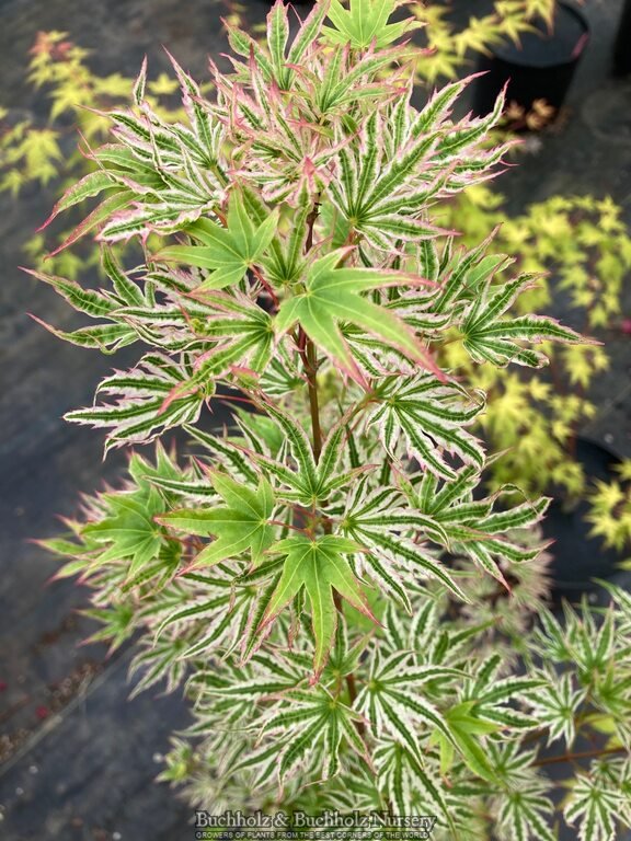 Buy Acer palmatum 'Starry Skies' Dwarf Variegated Japanese Maple