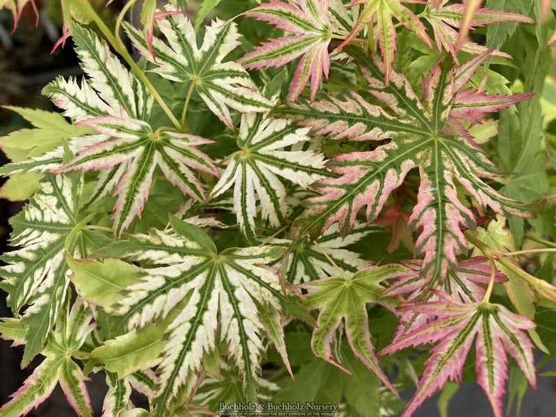 Acer palmatum 'Starry Skies' Variegated Japanese Maple