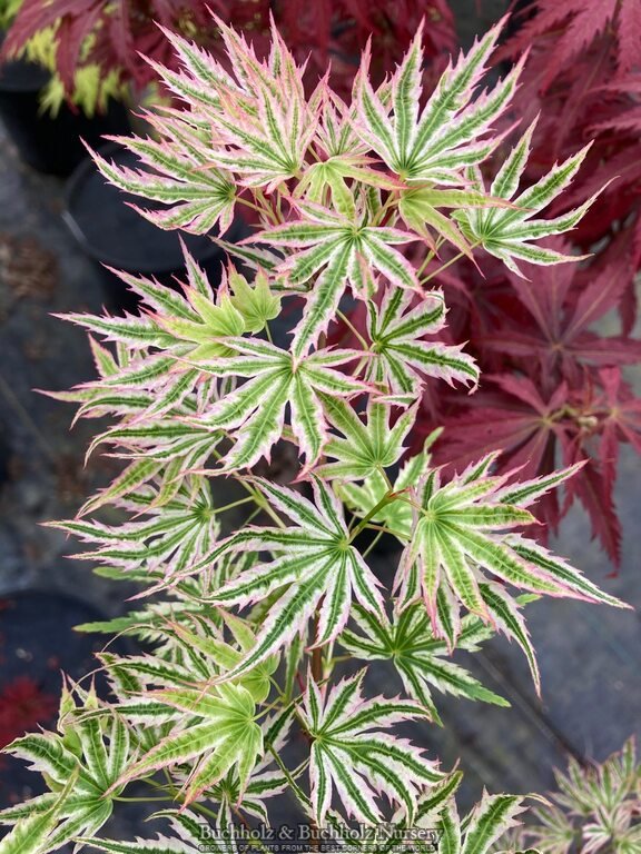 Acer palmatum 'Starry Skies' Variegated Japanese Maple