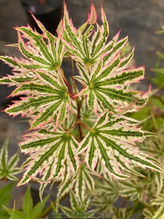 Buy Acer palmatum 'Starry Skies' Dwarf Variegated Japanese Maple