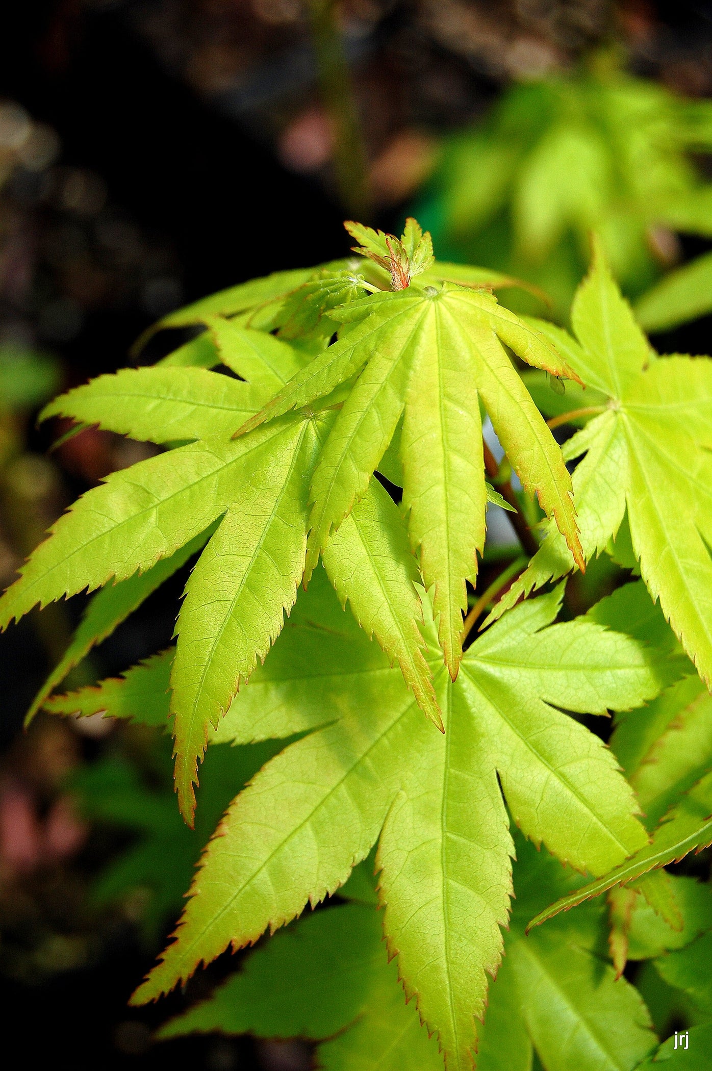 Buy Acer palmatum 'Summer Gold' Japanese Maple — Mr Maple │ Buy ...