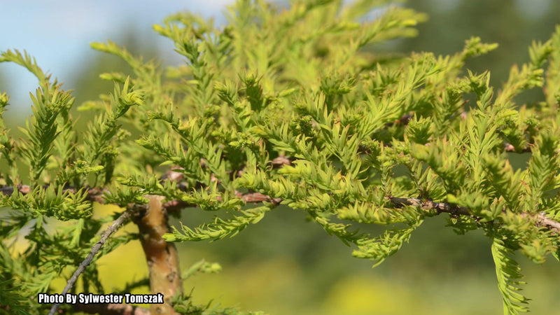 Taxodium distichum 'Secrest' Bald Cypress