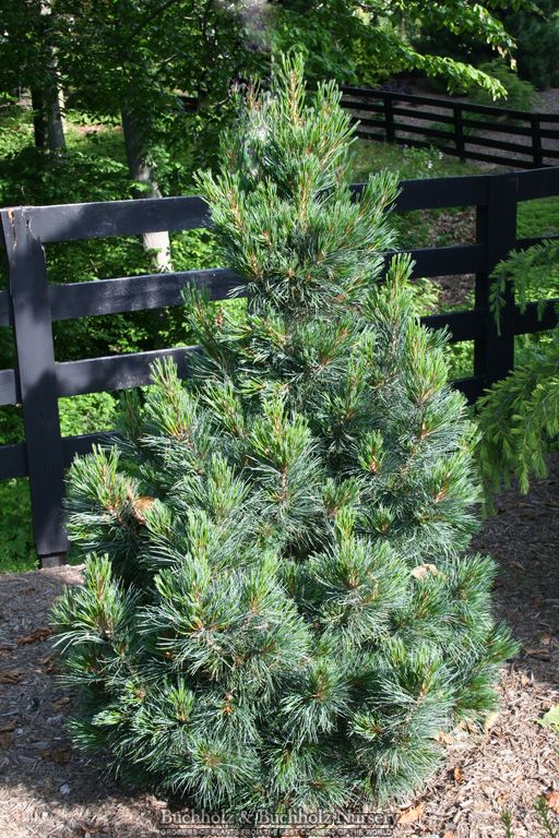 Pinus cembra 'Tip Top' Dwarf Columnar Swiss Stone Pine