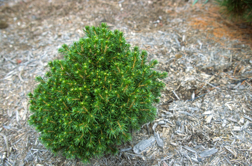 Picea abies 'Tompa' Norway Spruce