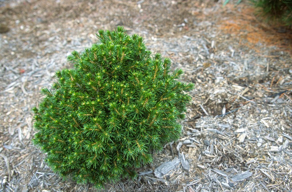 Tompa Picea abies 'Tompa' Norway Spruce — Mr Maple │ Buy Japanese Maple Trees