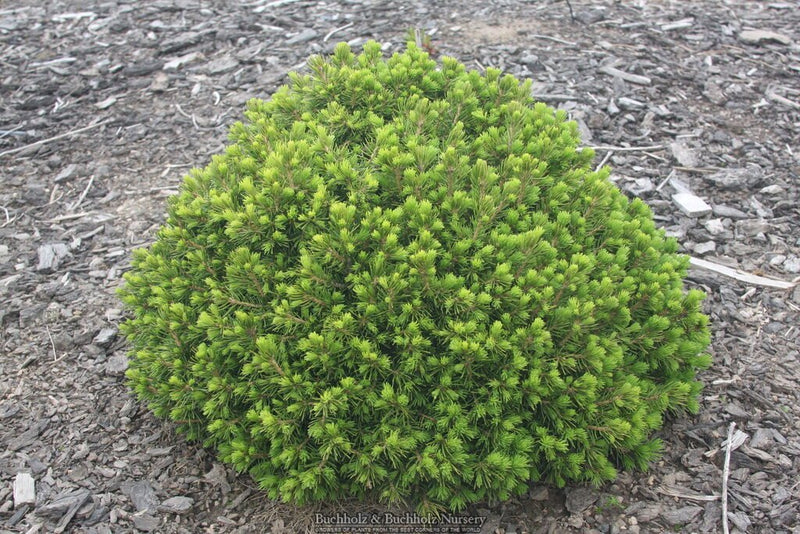 Picea abies 'Tompa' Norway Spruce