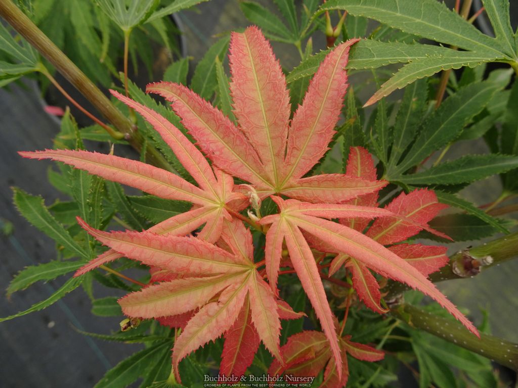 Buy Acer palmatum 'Tsuri nishiki' Japanese Maple — Mr Maple │ Buy