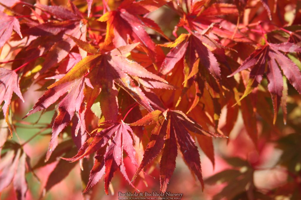 Buy Acer palmatum 'Tsuri nishiki' Japanese Maple — Mr Maple │ Buy ...