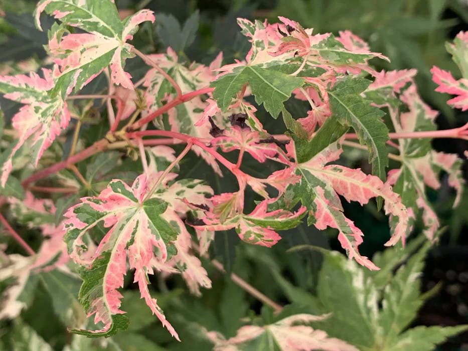 Variegated