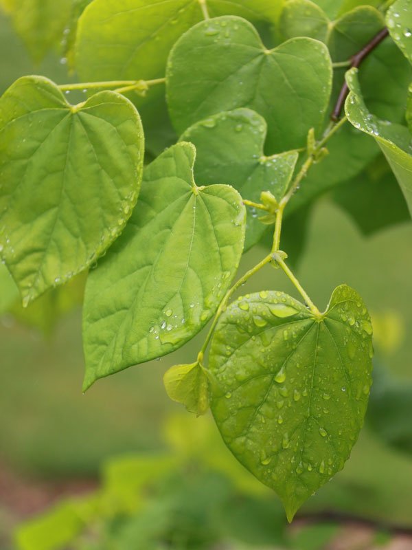 Cercis canadensis 'Vanilla Twist' Redbud Tree