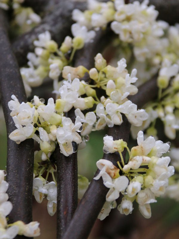 Cercis canadensis 'Vanilla Twist' Redbud Tree