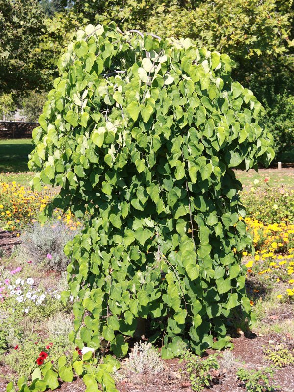 Cercis canadensis 'Vanilla Twist' Redbud Tree