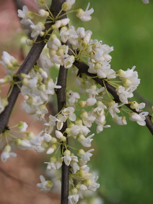 Cercis canadensis 'Vanilla Twist' Redbud Tree