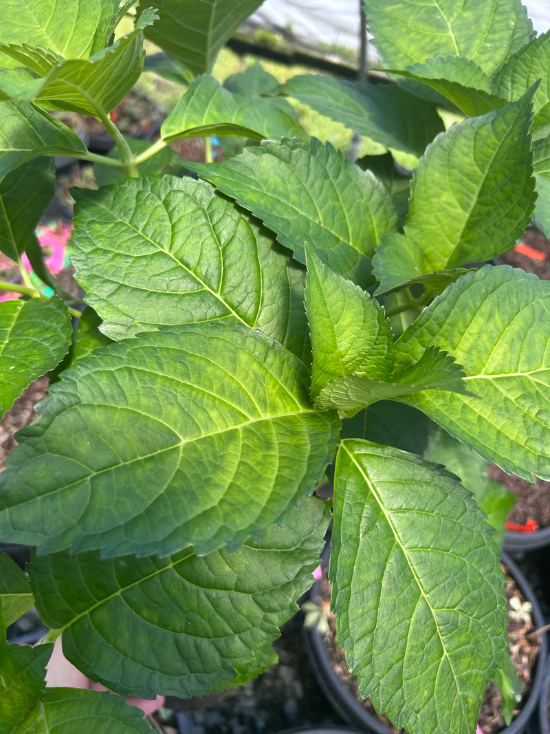 Hydrangea macrophylla ‘Veitchii’ White Lacecap Hydrangea