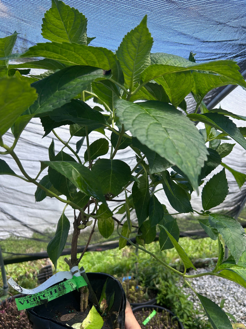 Hydrangea macrophylla ‘Veitchii’ White Lacecap Hydrangea