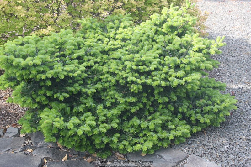 Abies balsamea 'Verkade's Prostrate' Dwarf Balsam Fir
