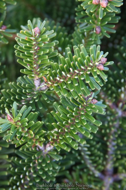 Abies balsamea 'Verkade's Prostrate' Dwarf Balsam Fir