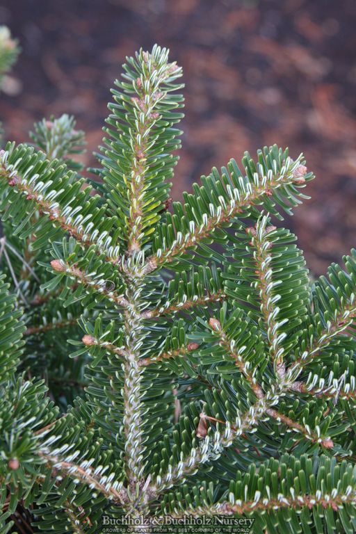 Abies balsamea 'Verkade's Prostrate' Dwarf Balsam Fir