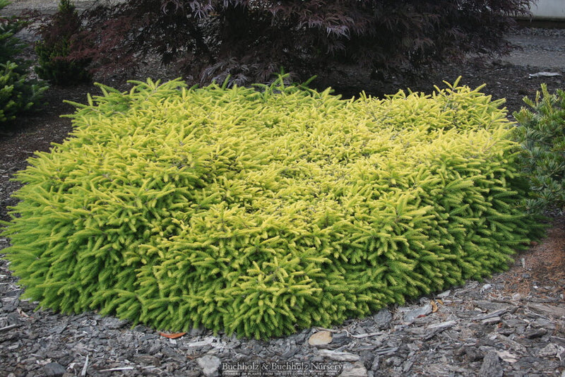 Picea abies 'Vermont Gold' Gold Norway Spruce