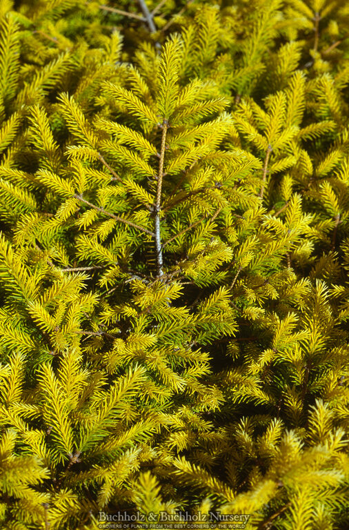 Picea abies 'Vermont Gold' Gold Norway Spruce