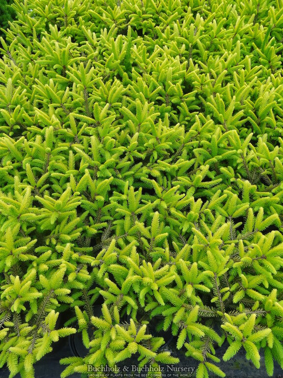 Buy Picea abies 'Vermont Gold' Gold Norway Spruce — Mr Maple