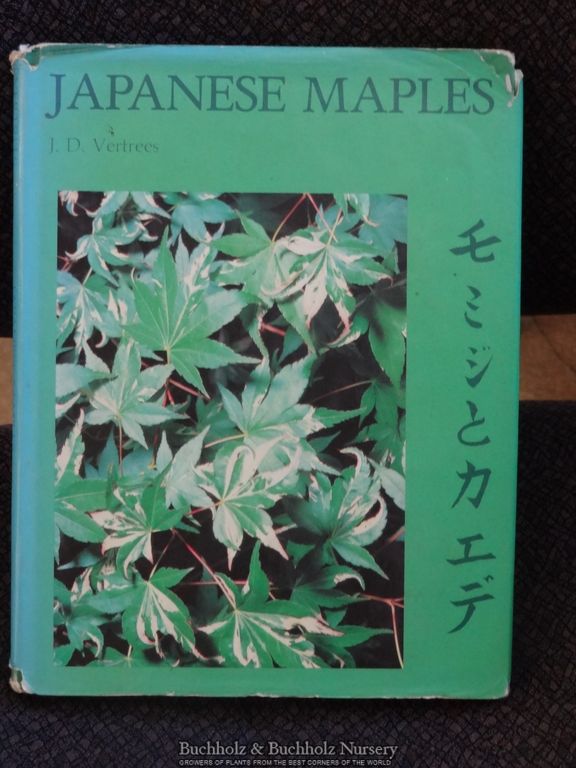 Acer palmatum 'Versicolor' Japanese Maple