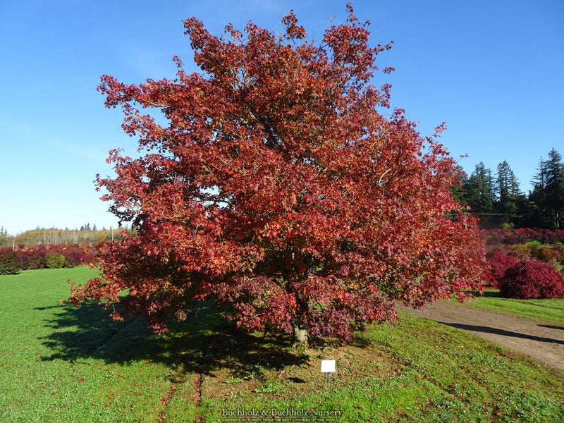 Acer palmatum 'Versicolor' Japanese Maple