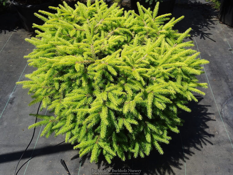 Picea abies 'Vermont Gold' Gold Norway Spruce