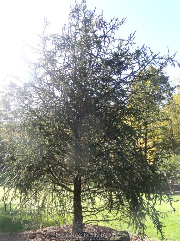 トラウティン　picea breweriana トウヒ　枝垂れ　苗 Virginia Tech Dendrology Fact Sheet