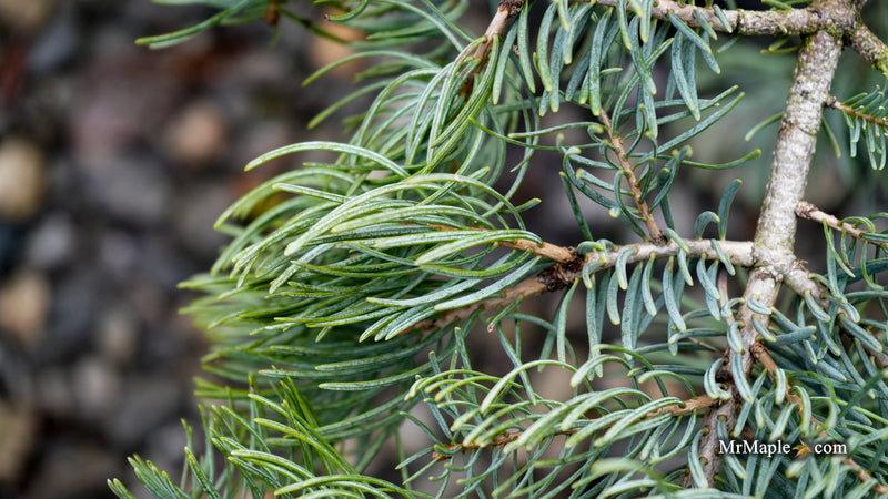 Abies concolor 'Wattezii Prostrate' White Fir