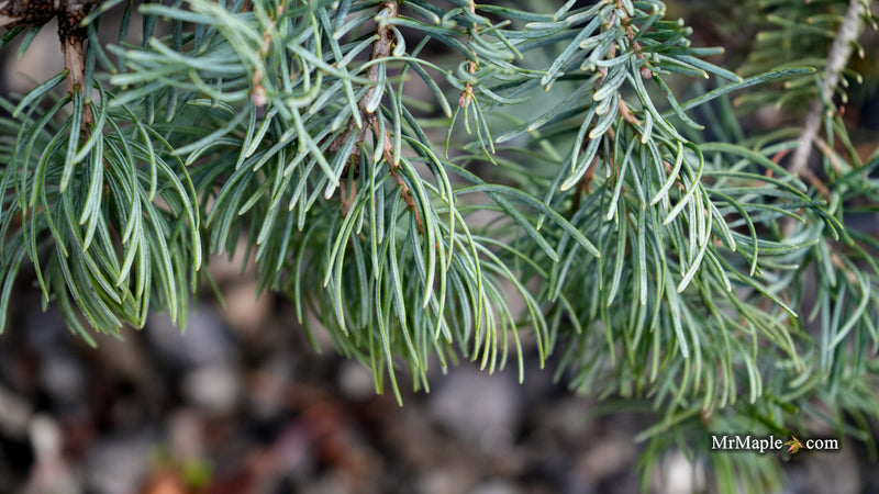 Abies concolor 'Wattezii Prostrate' White Fir