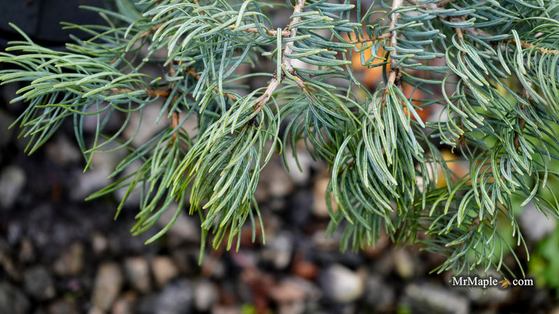 Abies concolor 'Wattezii Prostrate' White Fir