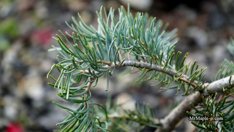 Abies concolor 'Wattezii Prostrate' White Fir