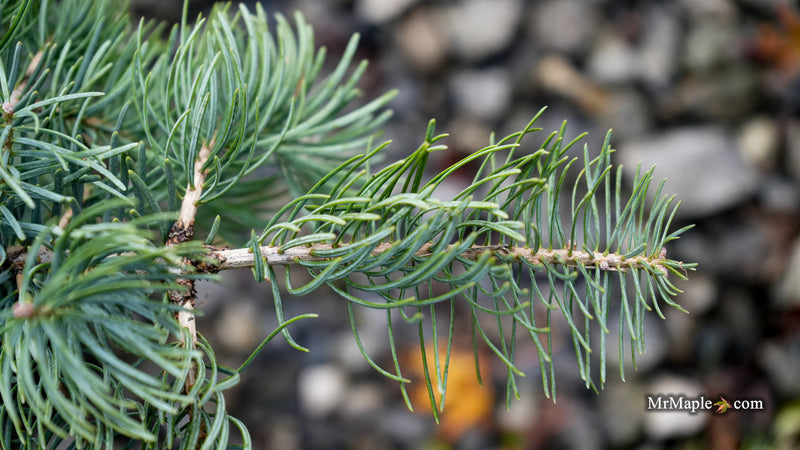 Abies concolor 'Wattezii Prostrate' White Fir