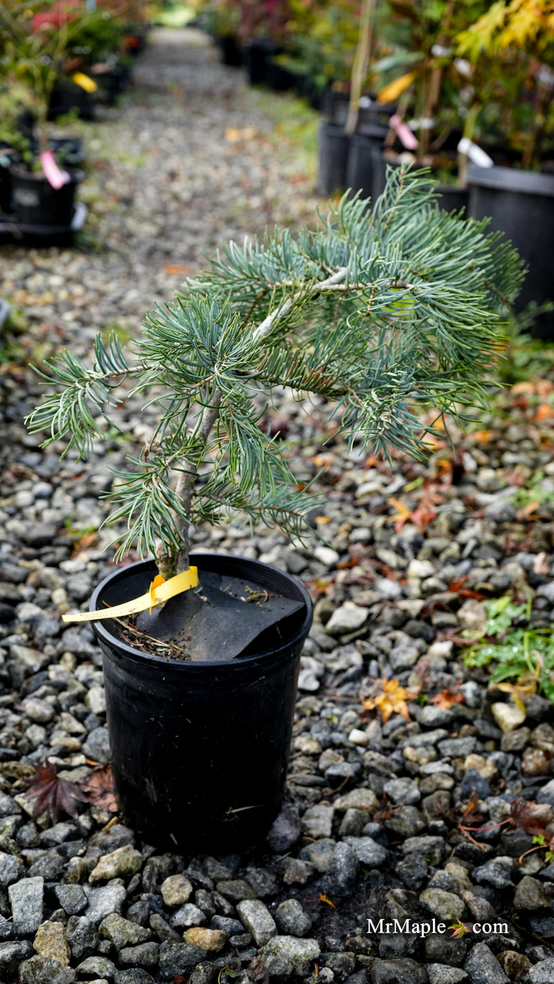 Abies concolor 'Wattezii Prostrate' White Fir